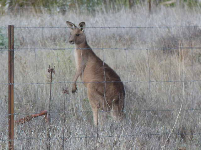 roo